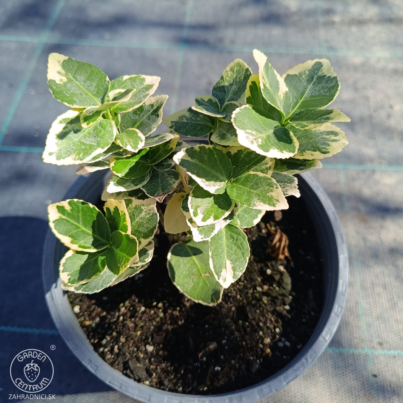 Obrázok Bršlen Fortuneov (Euonymus fortunei) ´SILVER QUEEN´ - výška 10-15 cm, kont. C2L